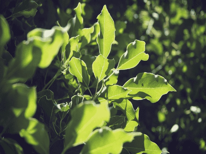 试管剩余的胚胎,手被试管划破